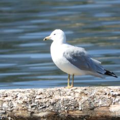 Ringed-bill Gull, Windermere Lake, Photo by Brian Wesley